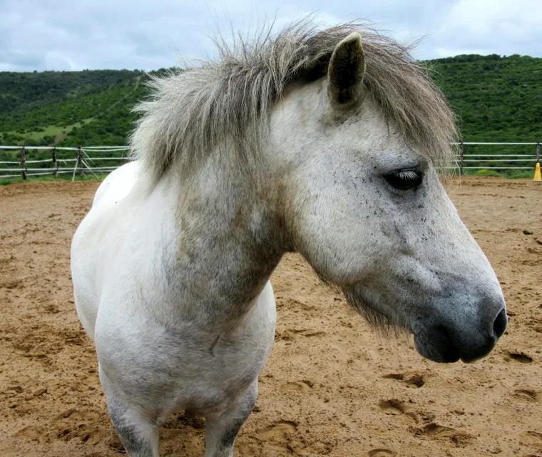 Portrait de cheval suivi dans EquiPilot