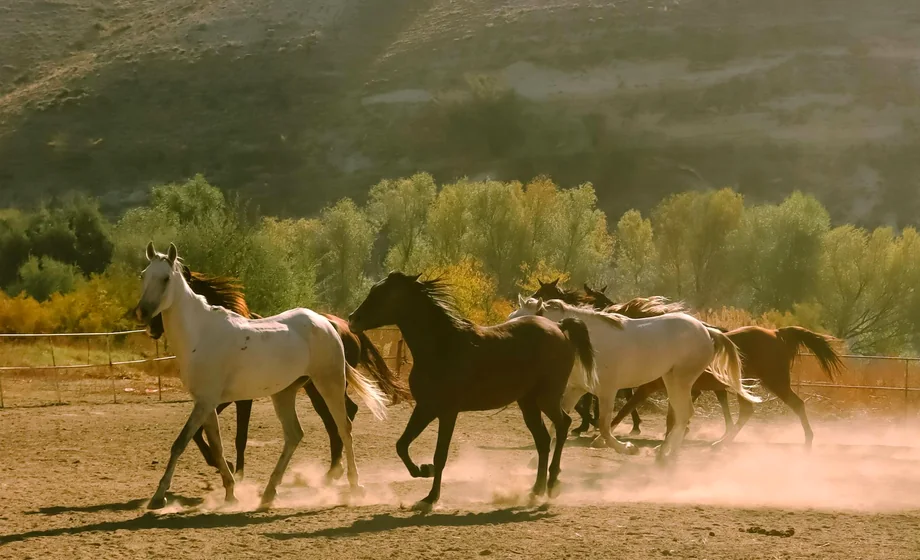 Cours d'equitation en carriere avec obstacle