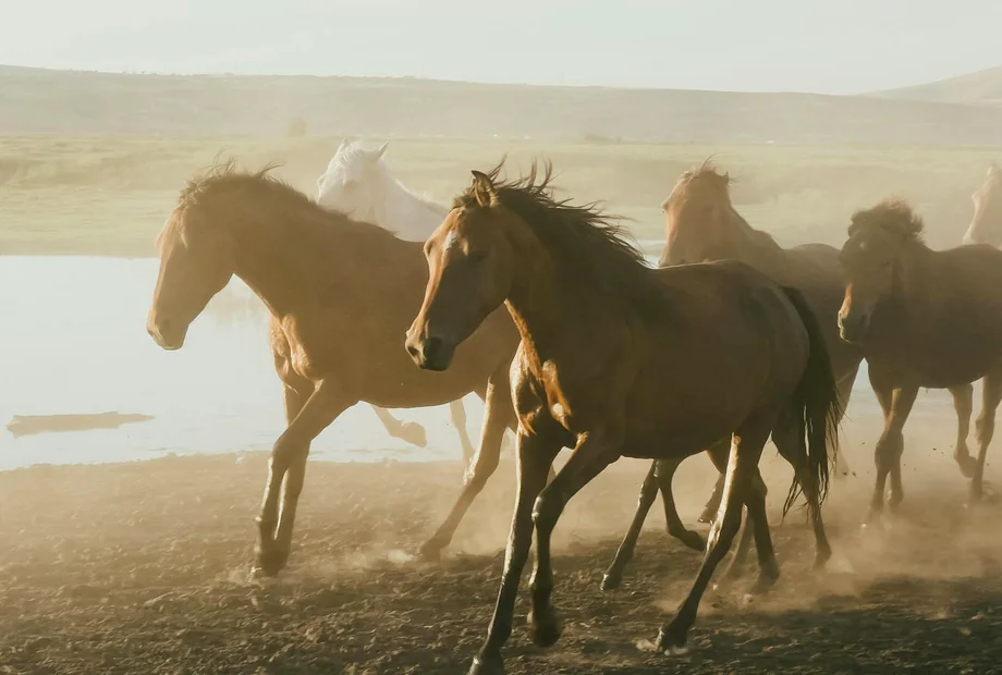 Cheval en mouvement dans un centre equestre