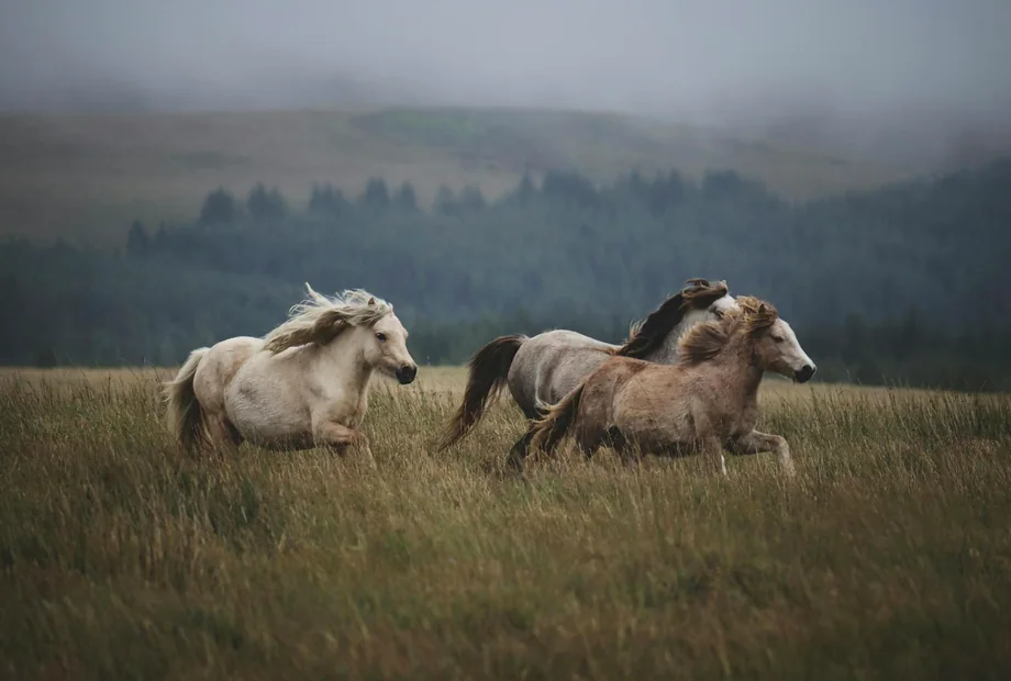 Cheval en mouvement au club
