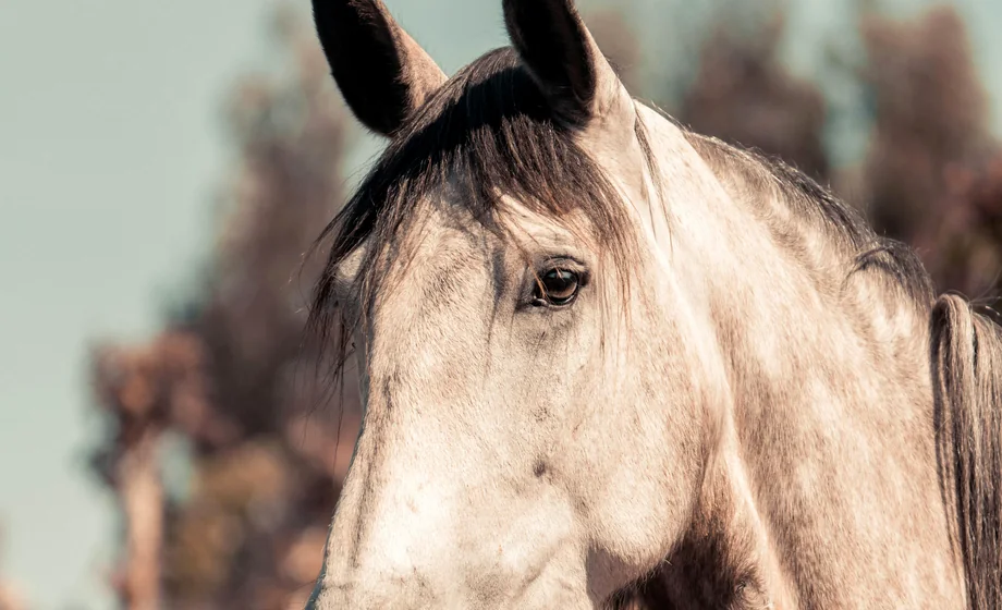 Cheval accompagne dans une ecurie