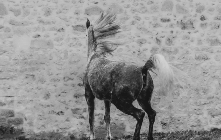 Cours d'equitation en carriere